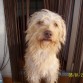 DADDY EN EL BALCON DE CASA